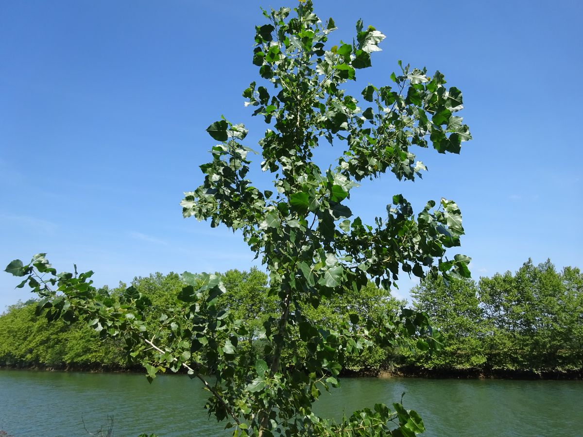 Populus x canadensis (Salicaceae)